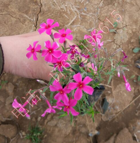 芝樱丛生福禄考小苗  芝樱花苗  多年生 盆栽 庭院  花海 别墅 - 图0