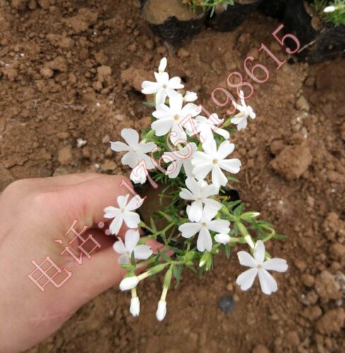芝樱丛生福禄考小苗  芝樱花苗  多年生 盆栽 庭院  花海 别墅 - 图3