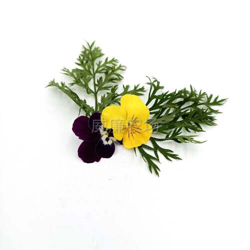 三色堇  鸢尾花 餐盘装饰  Pansies (small)  60片/box - 图0