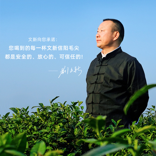 文新信阳毛尖绿茶茶叶2024新茶明前特级品鉴茶盒装4g*2袋