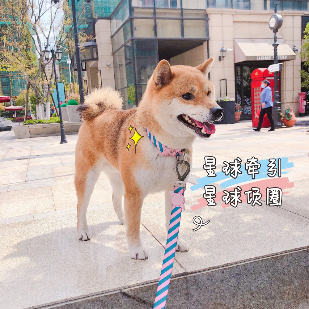 狗牵引球 新人首单立减十元 22年1月 淘宝海外