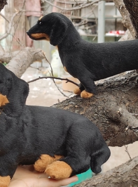 仿真模型狗狗毛绒玩具创意家居动物模型腊肠公仔动物装饰玩偶摆件