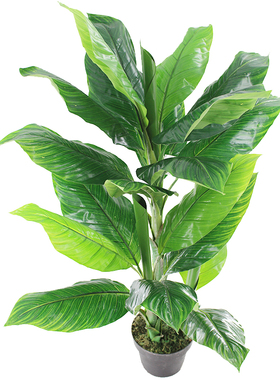 仿真盆栽热带植物芭蕉树落地盆景美人蕉叶树春秋色绿植装饰直销