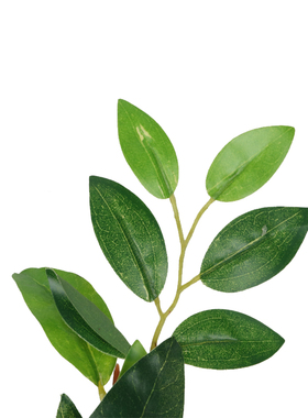 仿真绿植物平面单枝沉香树叶月桂瑞香树拍摄道具落地装饰厂家直销