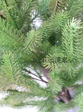 仿真景观植物松针松树假树迷你盆栽岷江冷杉云杉杉木树工程直销