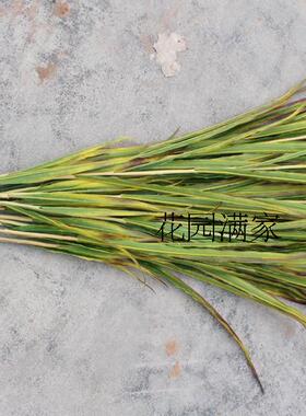 假水稻谷植物粮食单枝春秋