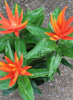 高仿真绿植物假树叶迷你小盆栽佛手果树拍摄桌摆装饰直销带花盆