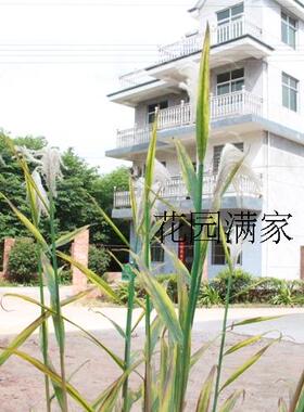 仿真绿植盆栽单枝大芦苇春秋色干花叶装饰博物馆植物园花园销售
