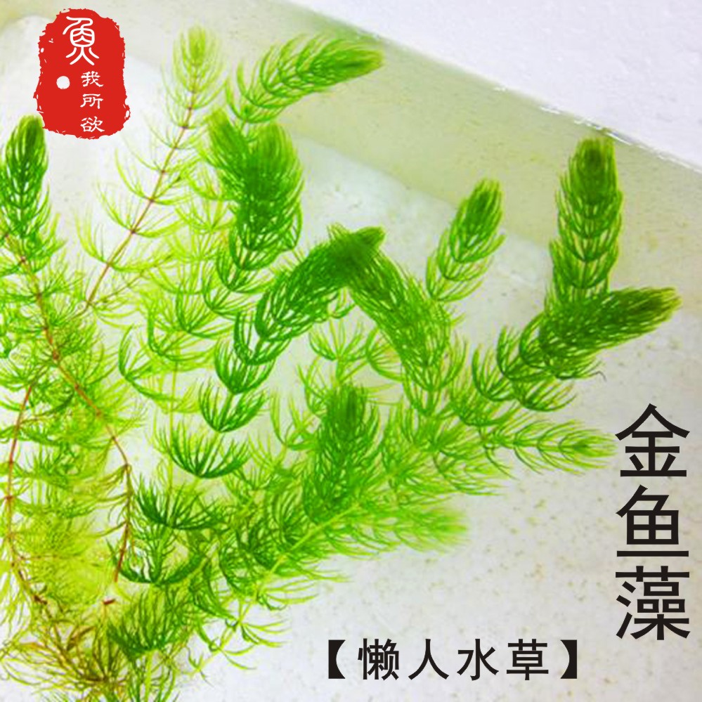 水草植物草缸造景蜈蚣水草金鱼藻水草包邮淡水冷水草缸造景水草