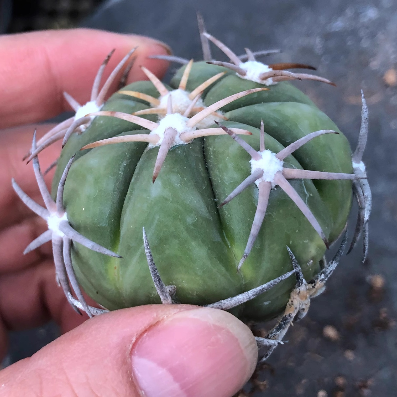 翠平丸 籽播实生仙人球 花卉盆载 多肉植物 小小植物缘 5.1CM - 图1