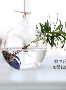 悬挂玻璃花瓶水培植物绿萝斗鱼