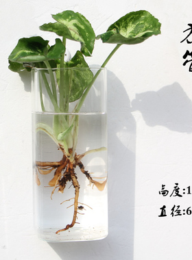 玻璃花瓶鱼缸悬挂水培客厅墙面