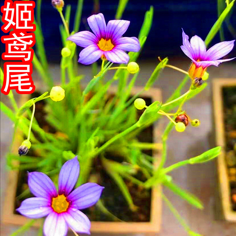 带花苞发货蓝花耳草全网很稀少北美迷你蓝紫花雏草日本紫花姬鸢尾 德艺兰园 淘优券 带花苞发货蓝花耳草全网很稀少北美迷你蓝紫花雏草日本紫花姬鸢尾 德艺兰园 淘优券
