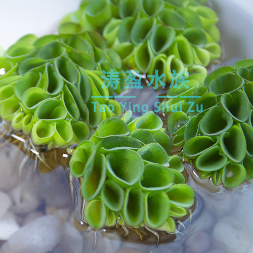 肚兜浮萍 浮性水草 水培 鱼缸造景 微景活体植物 - 图0