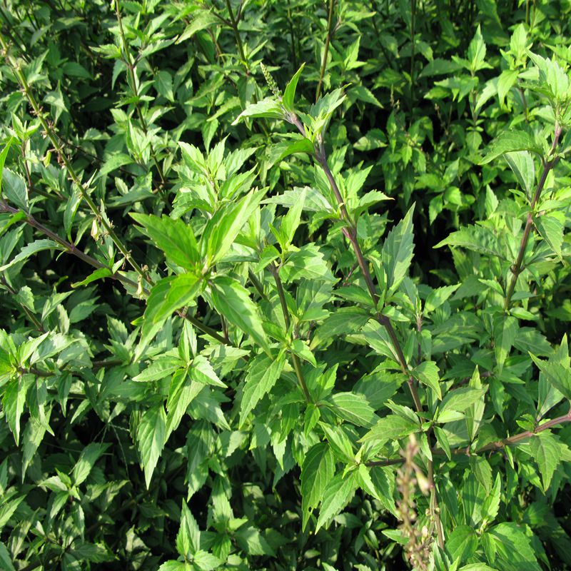 云南猫须草 双七茶降酸茶高尿酸双降茶排酸茶尿酸高猫须草500g - 图0