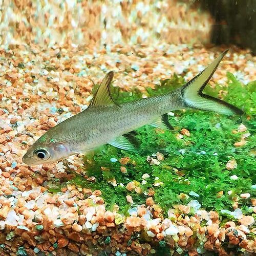 银鲨鱼粉红鲨鱼彩虹鲨粉红鲨热带淡水观赏鲨清洁工具鱼可混养包邮 - 图2