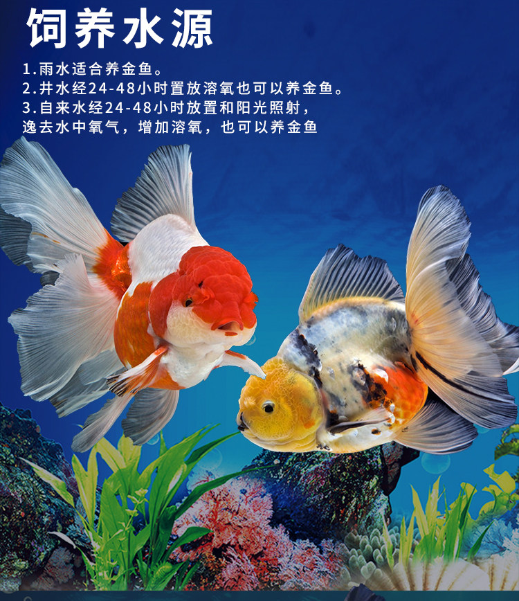 精品泰狮金鱼淡水冷水观赏鱼活体百褶裙黑泰狮红泰狮宠物金鱼国粹_虎窝淘