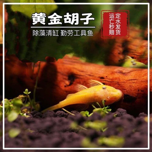 胡子鱼热带淡水黄金大胡子蓝眼清缸鱼清道夫小型工具鱼缸壁除藻鱼 - 图2