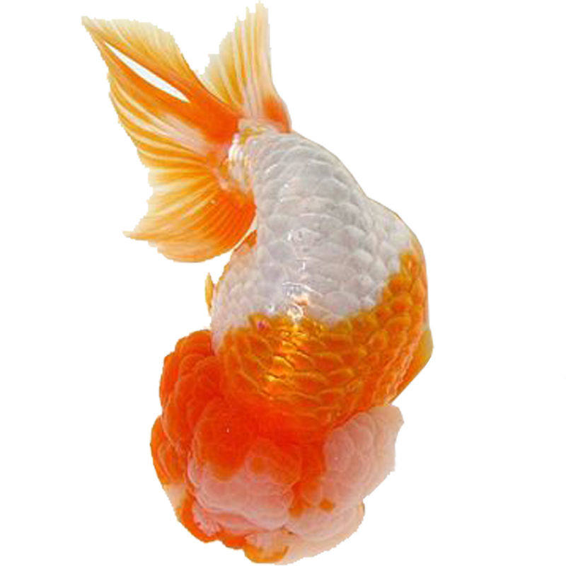 不加温冷水鱼观赏鱼淡水鱼活体金鱼好养耐活鱼苗兰寿锦鲤金鱼活鱼 - 图3