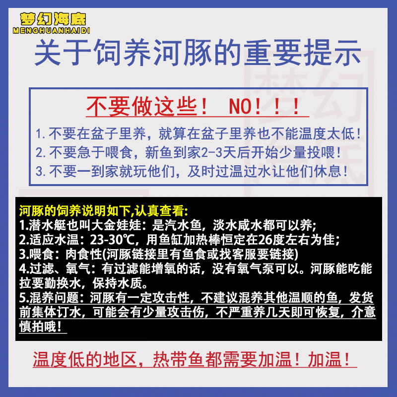 大金娃娃河豚活体潜水艇巧克力娃娃鱼草缸除螺宠物小型热带观赏鱼 - 图2