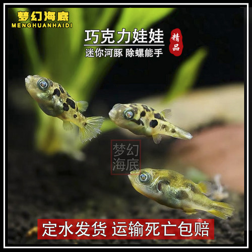 巧克力娃娃鱼观赏鱼除螺高手除蜗牛活体河豚潜水艇鱼小型热带鱼 - 图1
