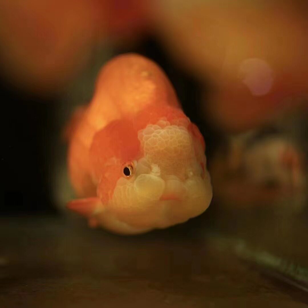 不加温冷水鱼观赏鱼淡水鱼活体金鱼好养耐活鱼苗兰寿锦鲤金鱼活鱼 - 图0