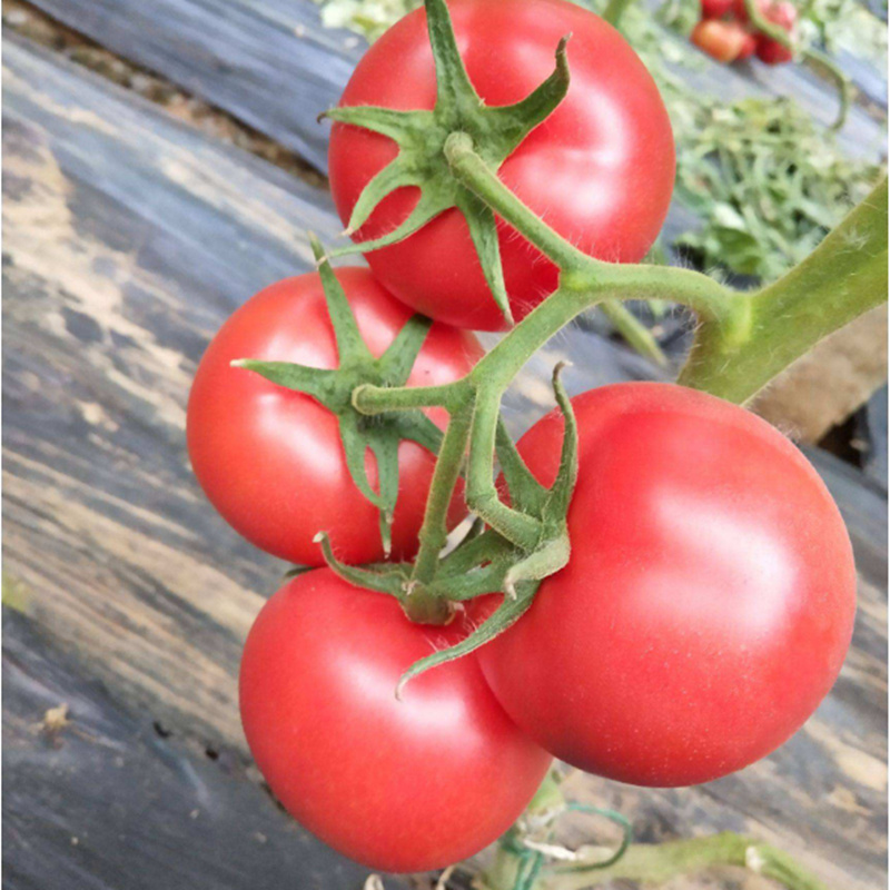 毛粉番茄苗种籽老品种西红柿菜籽秧苗春季播种孑四季易种蔬菜种子-第5张图片-提都小院