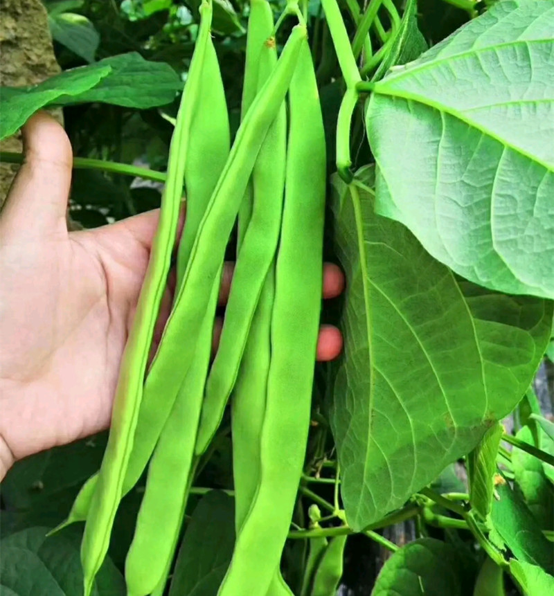 扁豆种籽玉龙三号青绿架芸豆种子春秋早熟抗病高产豆角蔬菜种孑 - 图1