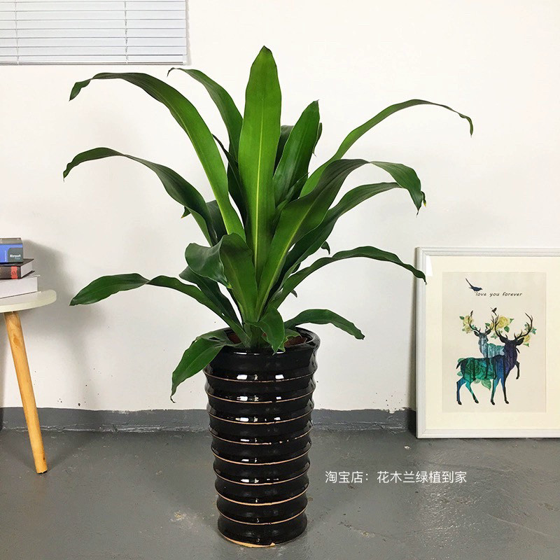 青叶也门铁绿植前台接待植物办公室内好养活常用盆栽花卉深圳同城,淘宝优惠券,粉丝福利购,淘宝优惠卷