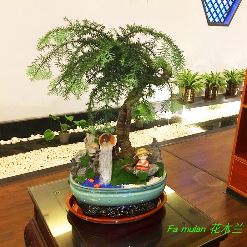 榕树盆景台面植物老带造办公室不好养喜阳型植物盆景可晒活暴松