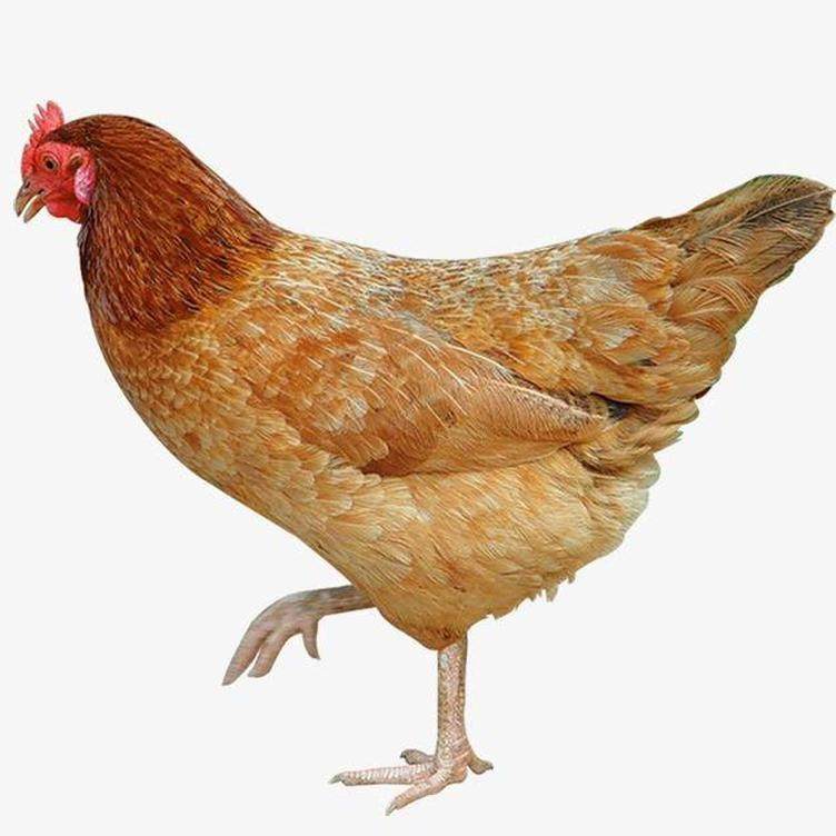 4斤产蛋王麻羽青脚土鸡绿壳蛋鸡下蛋鸡活鸡包活到家成年母鸡大鸡,淘宝优惠券,粉丝福利购,淘宝优惠卷