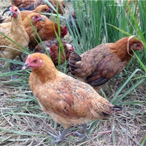 4斤产蛋王麻羽青脚土鸡绿壳蛋鸡下蛋鸡活鸡包活到家成年母鸡大鸡,淘宝优惠券,粉丝福利购,淘宝优惠卷