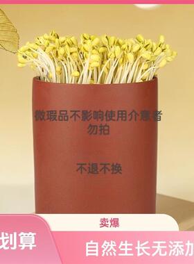 宜兴紫砂豆芽桶芽苗神器发芽制作简单家用大容量水培蔬菜