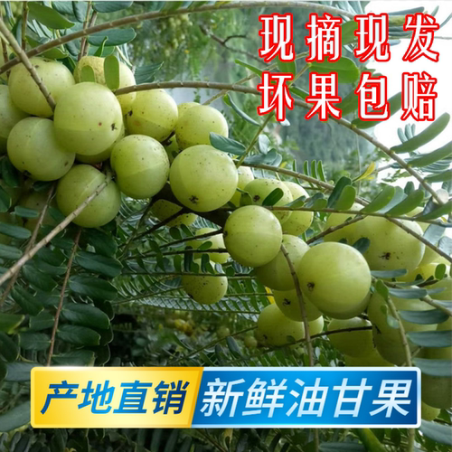 新鲜油甘果牛甘果余甘果油柑子果滇橄榄果油甘子余甘子果现摘包邮 - 图0