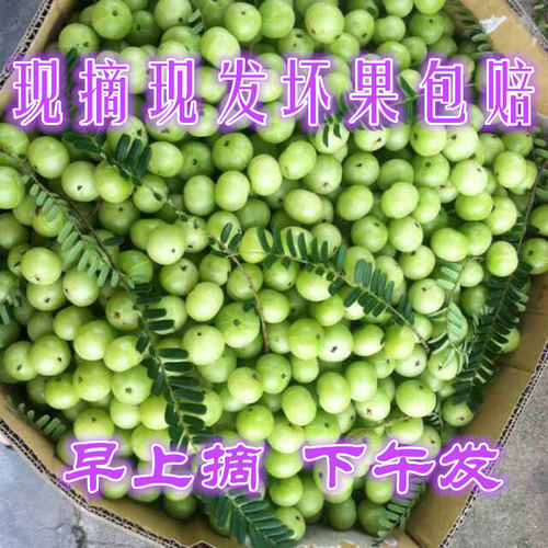 新鲜油甘果牛甘果余甘果油柑子果滇橄榄果油甘子余甘子果现摘包邮 - 图1