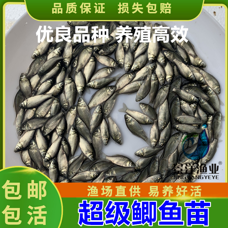 鲫鱼鱼苗活体鱼塘养殖专用  中科3号5号鲫  白鲫银鲫淡水鱼苗包邮 - 图2