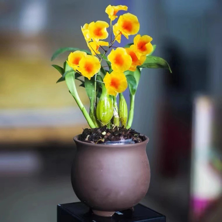 鸡蛋鼓槌石斛兰  迷你小圆鼓槌石斛吊兰花盆栽花卉植物石斛苗,淘宝优惠券,粉丝福利购,淘宝优惠卷