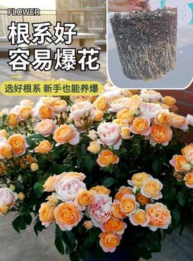 树状花卉特大月季月季花花朵苗