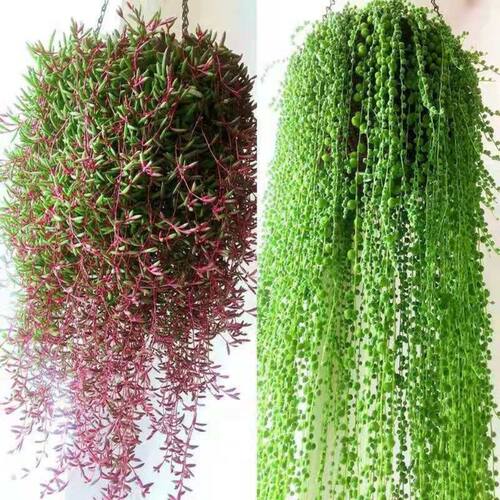 紫玄月吊兰多肉植物佛珠情人泪花卉盆栽办公室绿植珍珠吊兰防辐射-图1
