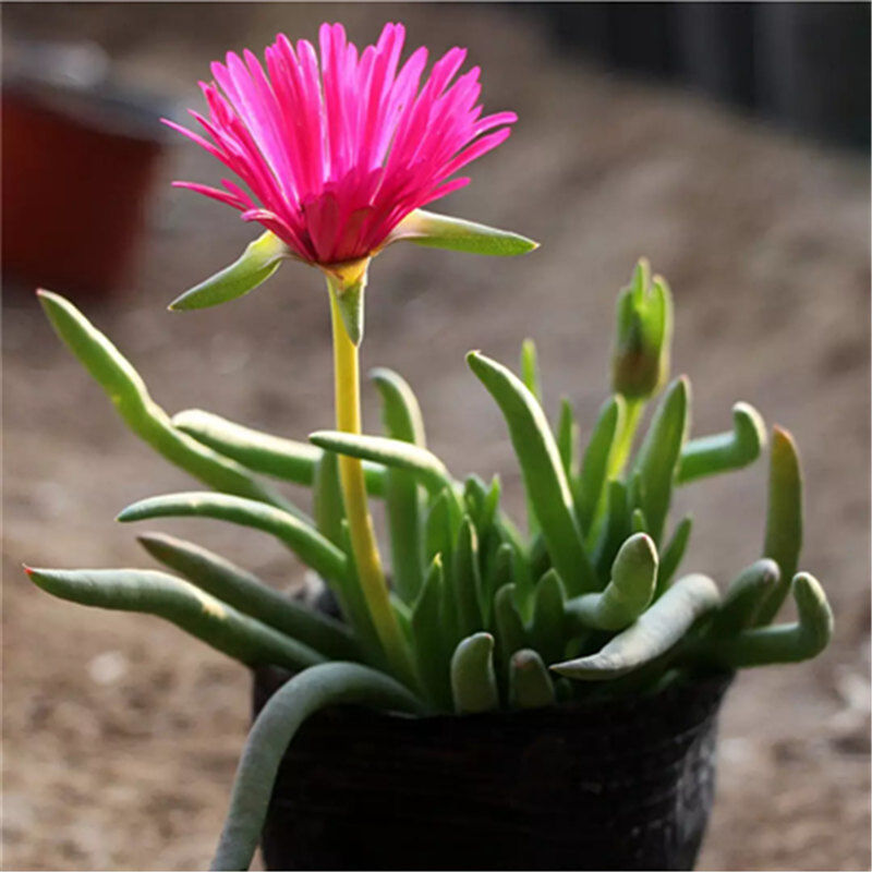 奔龙 多肉植物组合 赵波番杏科办公室内桌面盆栽 肉肉防辐射花卉,淘宝优惠券,粉丝福利购,淘宝优惠卷