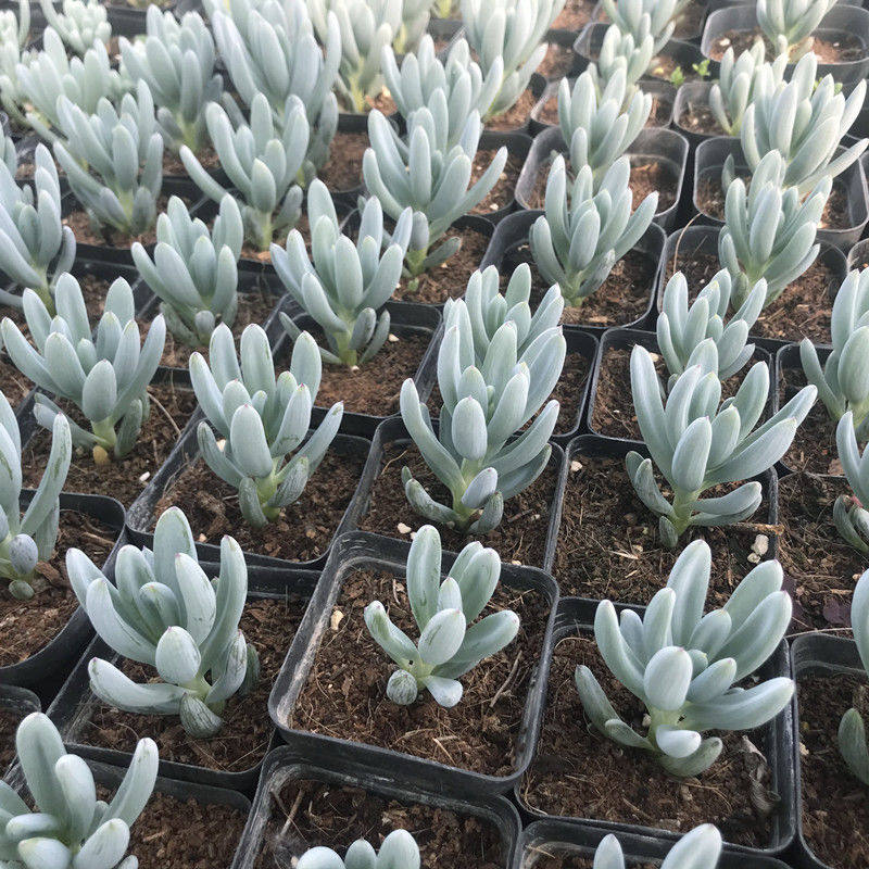 蓝松多肉植物稀有品种罕见小贵货清棚组合盆栽阳台绿植防辐射花卉,淘宝优惠券,粉丝福利购,淘宝优惠卷