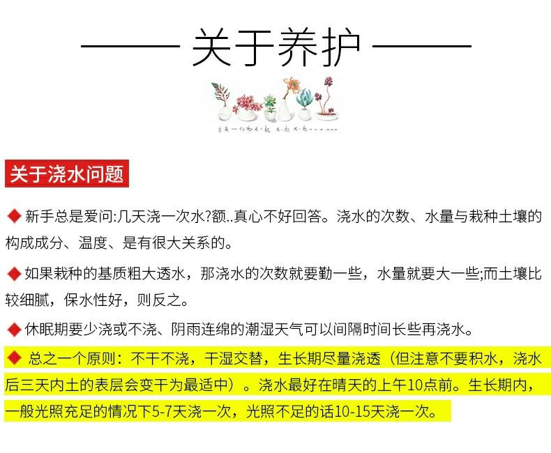 不死鸟多肉植物宽叶不死鸟落地生根老桩绿植盆栽花卉蕾丝公主桌摆 - 图1