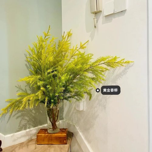 黄金香柳千层金水培植物香松鲜切枝室内桌面客厅装饰水养绿植顺丰 - 图3