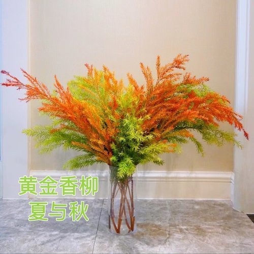 黄金香柳千层金水培植物香松鲜切枝室内桌面客厅装饰水养绿植顺丰 - 图2