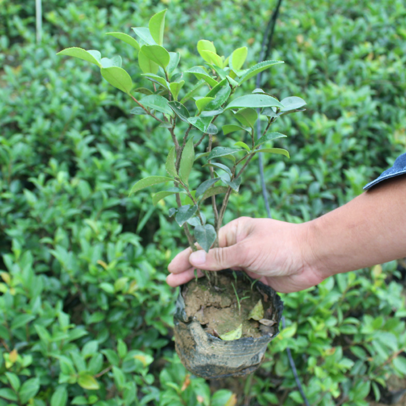 茶梅杯苗茶梅盆栽花卉庭院园林绿化工程苗阳台室内外重瓣耐寒包邮 - 图0