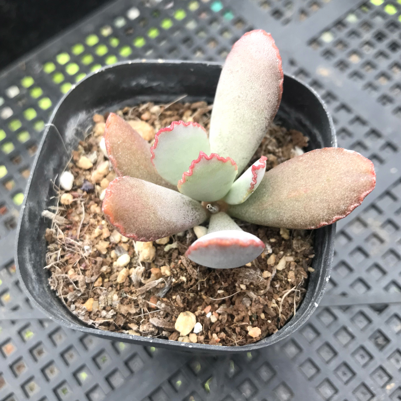 楞叶海豹水泡多肉植物玛丽安赤兔梅花鹿雀扇朱唇石水泡多肉肉植物 轩诚园艺满16块8包邮 淘优券