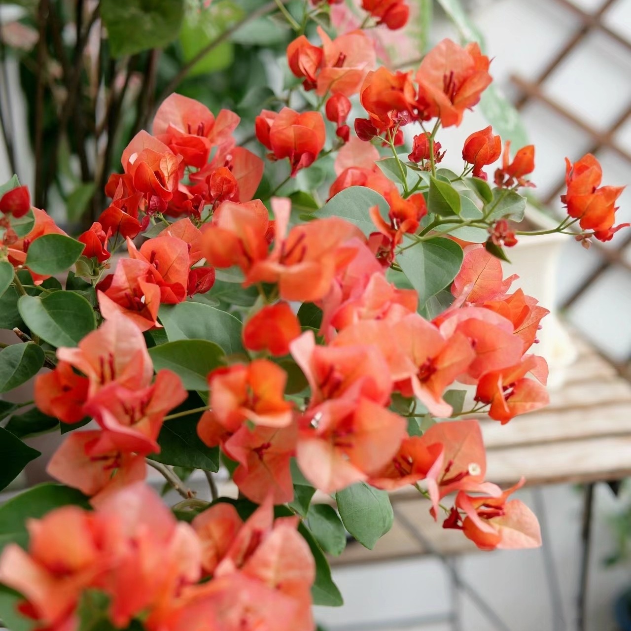 三角梅不甜西瓜苏瓦娜金心橙白粉天使波伊斯玫瑰阳台花园庭院植物,淘宝优惠券,粉丝福利购,淘宝优惠卷