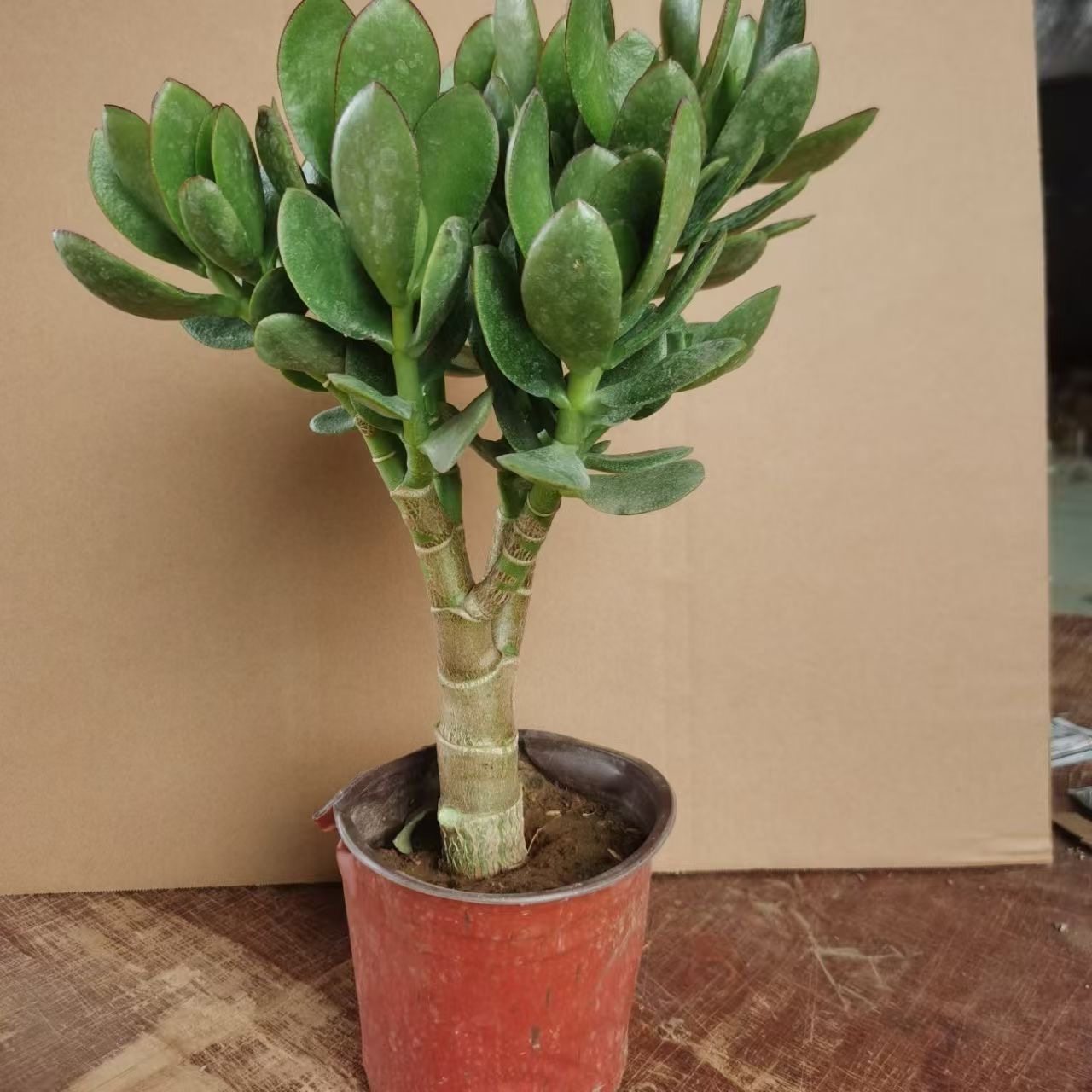 大玉树室内净化绿植花卉四季盆栽玻璃翠燕子掌多肉植物,淘宝优惠券,粉丝福利购,淘宝优惠卷