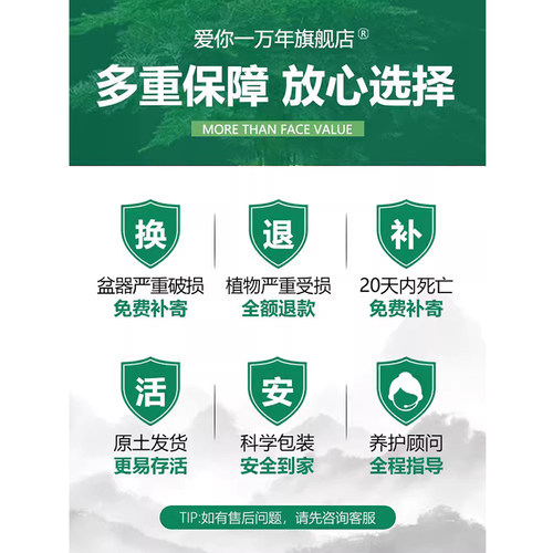 太阳花重瓣苗枝条盆栽混色大花带根带花苞室内花卉绿植好活易养 - 图2