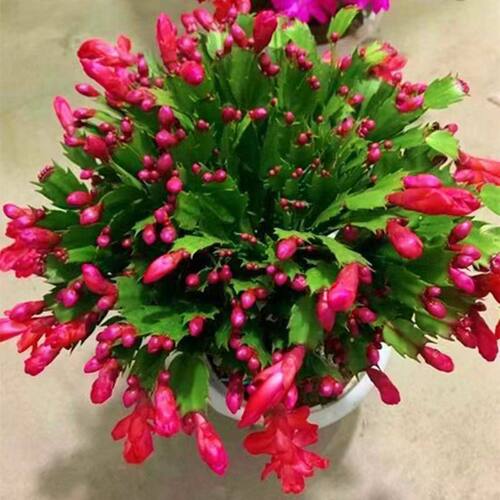 蟹爪兰花苗盆栽带花苞四季开花重瓣好养易活耐寒耐旱室内花卉客厅 - 图0